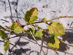 Hermannia scordifolia