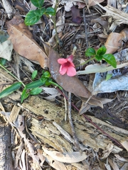 Barleria repens