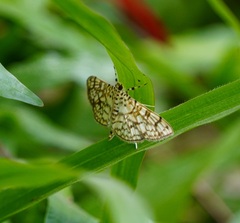 Haritalodes derogata