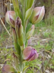 Thelymitra grandiflora