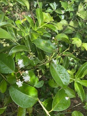 Lagerstroemia indica