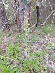 Thelymitra grandiflora