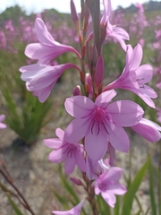 Watsonia borbonica