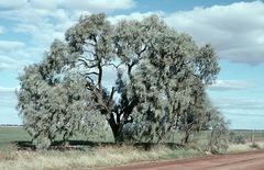 Acacia pendula