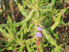 Hygrophila auriculata