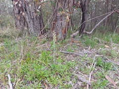 Thelymitra grandiflora