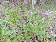 Thelymitra grandiflora