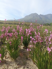 Watsonia borbonica