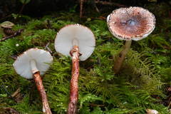 Lepiota flammeotincta