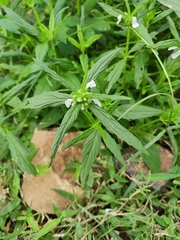 Leucas