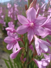 Watsonia borbonica