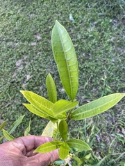 Baloghia inophylla