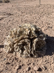 Arctomecon californica