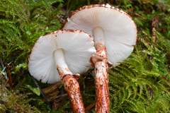 Lepiota flammeotincta