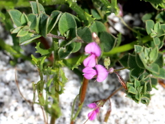 Indigofera sarmentosa