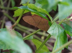Eumelea rosalia
