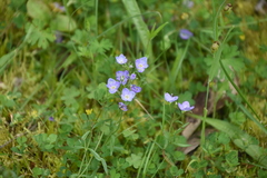 Veronica gracilis