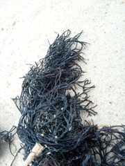 Furcellaria lumbricalis