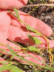 Hermannia scordifolia
