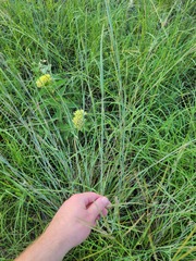 Sporobolus compositus