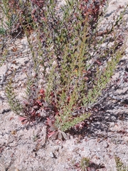 Limonium equisetinum