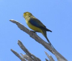 Neophema chrysostoma