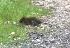 Rattus lutreola
