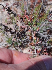 Limonium equisetinum