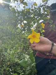 Allamanda cathartica