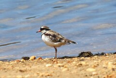 Elseyornis melanops