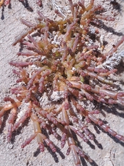 Salicornia natalensis