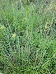 Sporobolus compositus