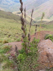 Bergbambos tessellata