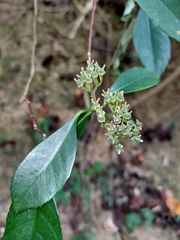 Hydrangea chinensis