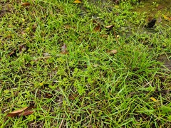 Fimbristylis dichotoma