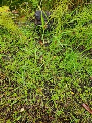 Fimbristylis dichotoma