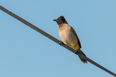 Pycnonotus xanthopygos