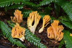 Ramaria aurantiisiccescens
