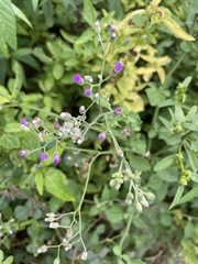 Cyanthillium cinereum