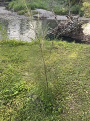 Casuarina cunninghamiana