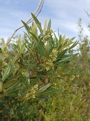 Searsia angustifolia