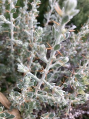 Sclerolaena birchii