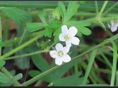 Geranium potentilloides