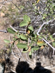 Ceanothus pauciflorus
