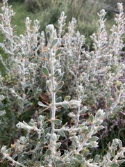 Sclerolaena birchii