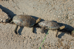 Mauremys rivulata