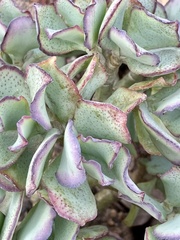 Crassula arborescens undulatifolia