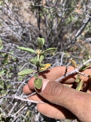 Ceanothus pauciflorus