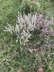 Sclerolaena birchii
