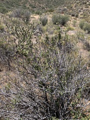 Ceanothus pauciflorus